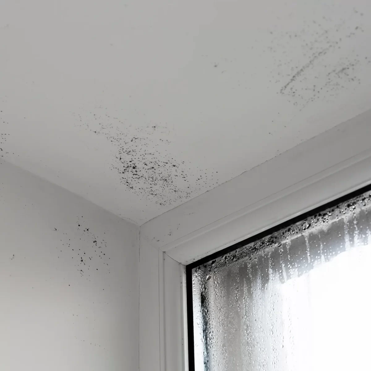 damp-ceiling-walls-and-windows